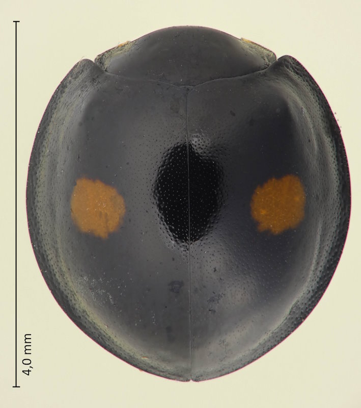 Chilocorus renipustulatus