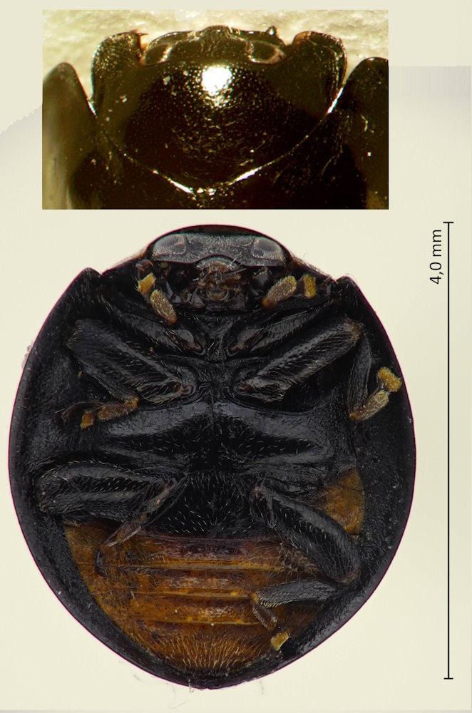 Chilocorus renipustulatus