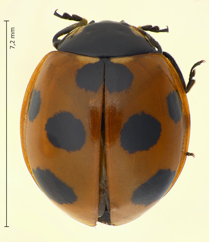 Coccinella septempunctata