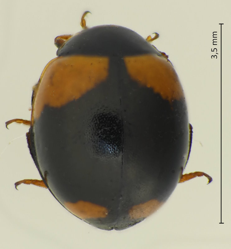 Coccinula crotchi