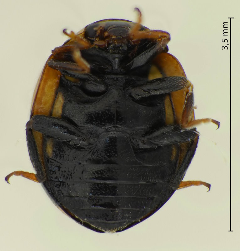 Coccinula crotchi