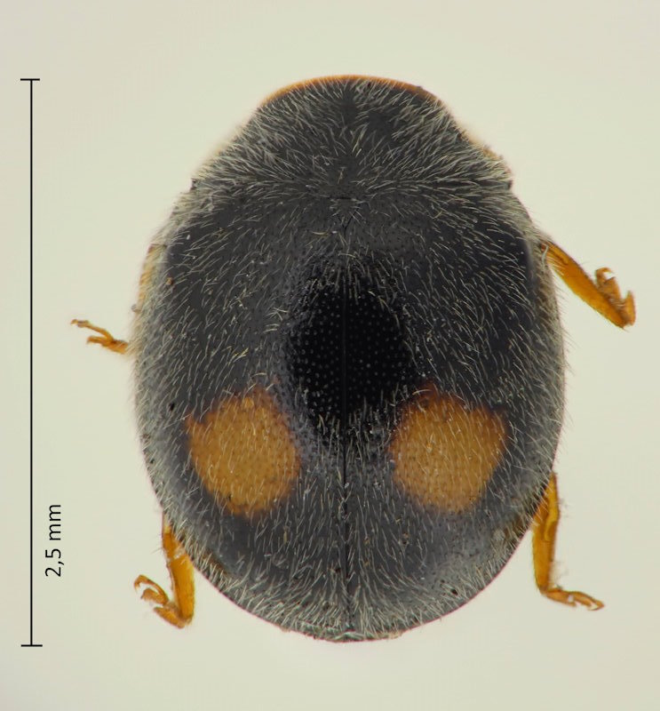 Cryptogonus orbiculus