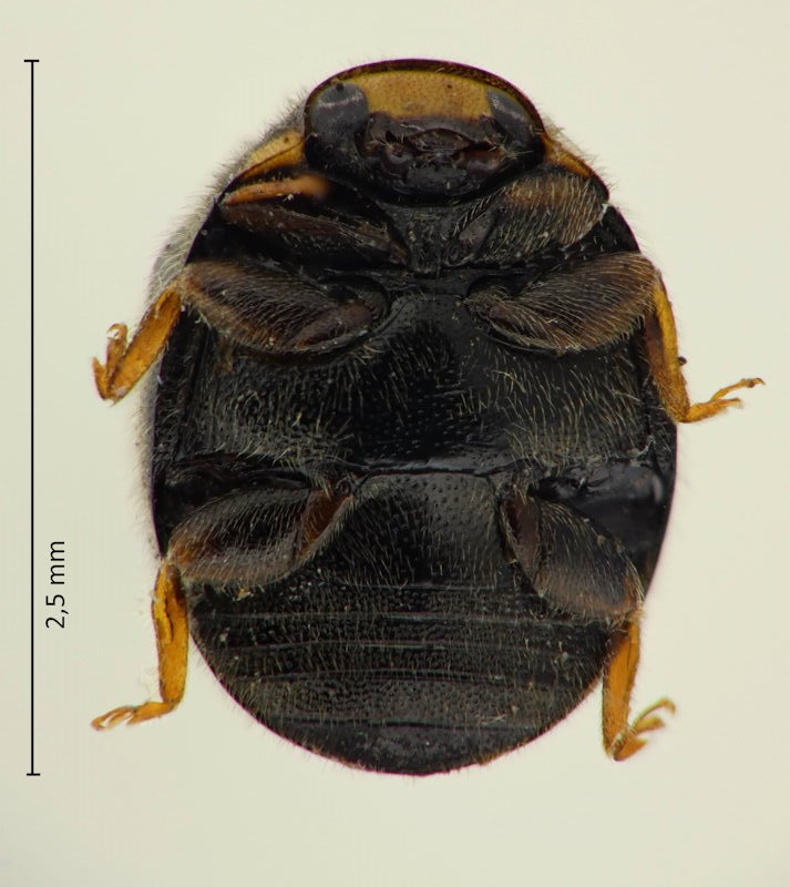 Cryptogonus orbiculus