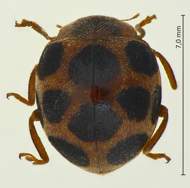 Diekeana admirabilis