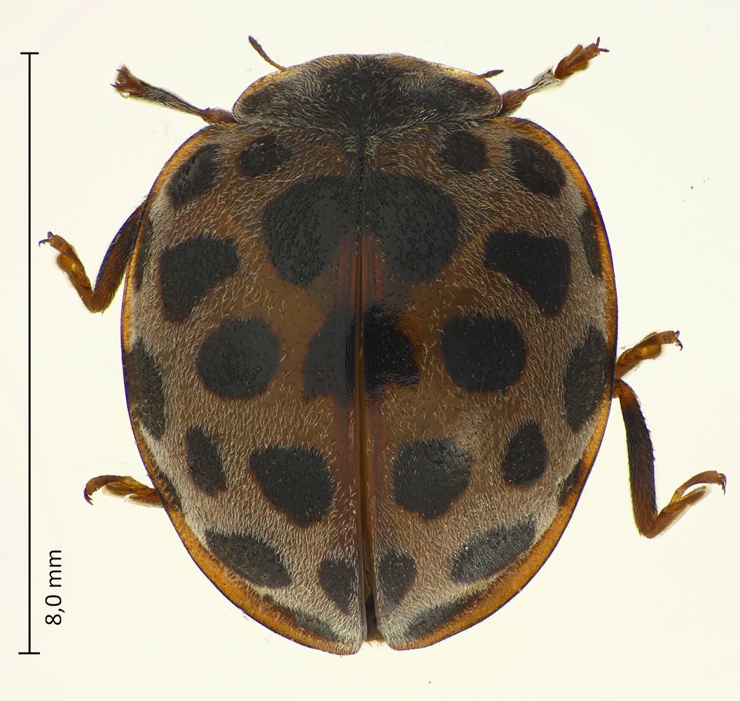 Henosepilachna pustulosa