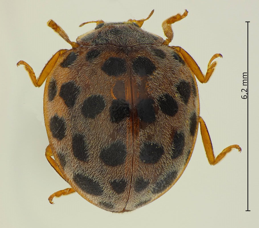 Henosepilachna vigintioctopunctata