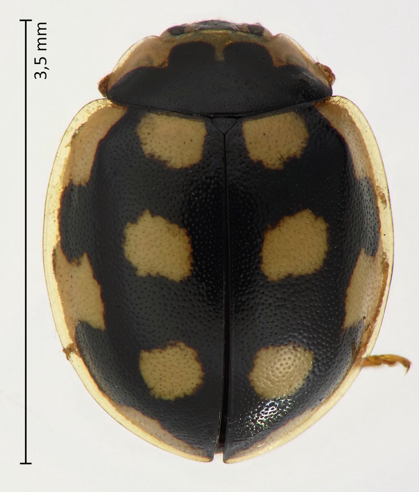 Oenopia hirayamai