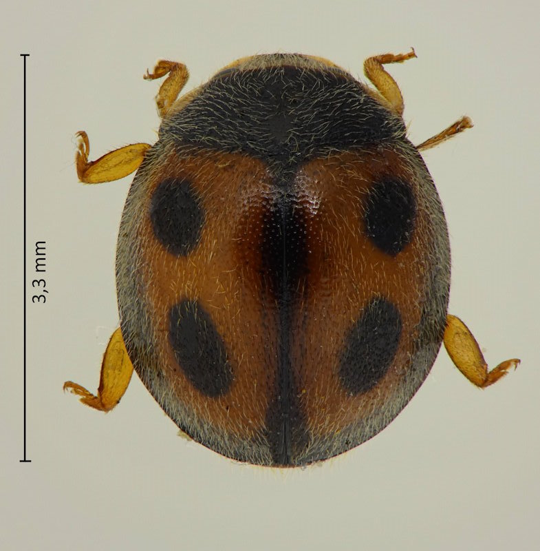 Platynaspis lewisii