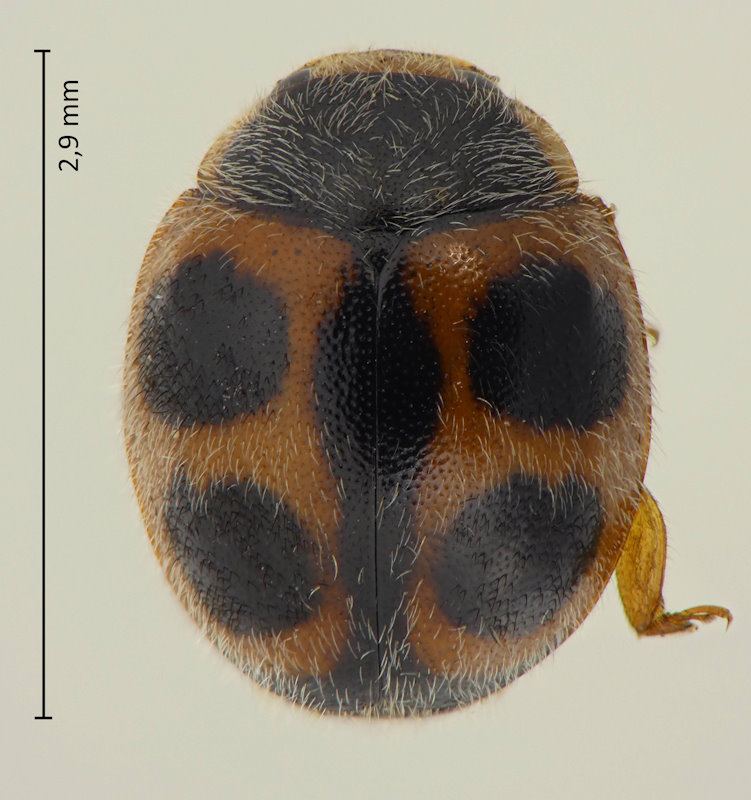 Platynaspis maculosus