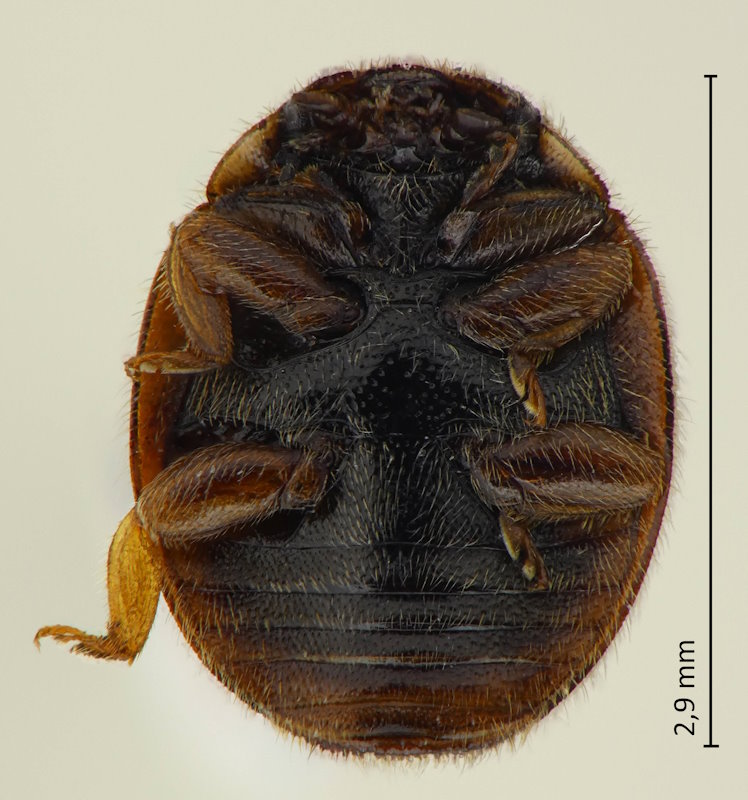 Platynaspis maculosus