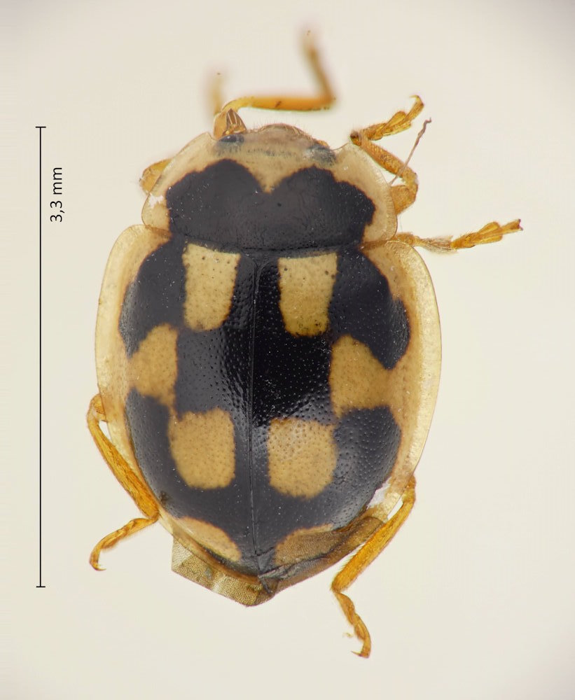 Propylea japonica
