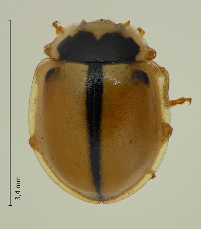 Propylea japonica