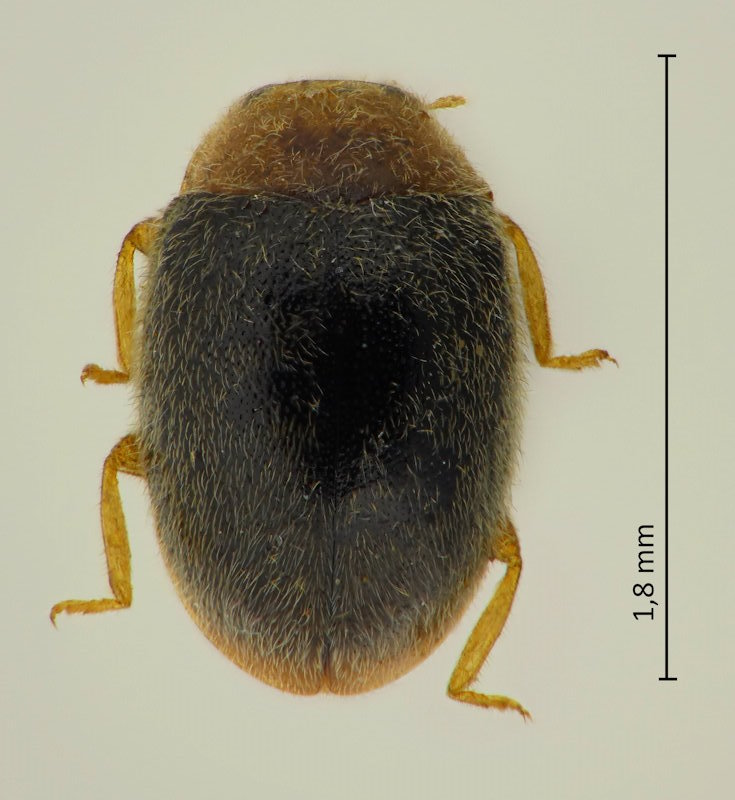 Pullus dorcatomoides
