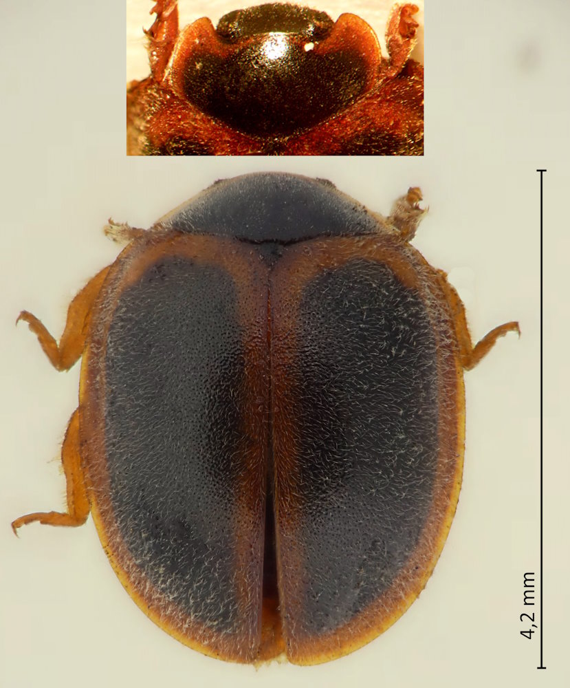 Rodolia limbata