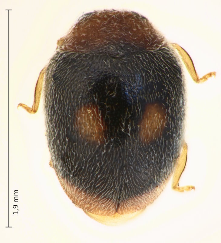 Sasajiscymnus hareja