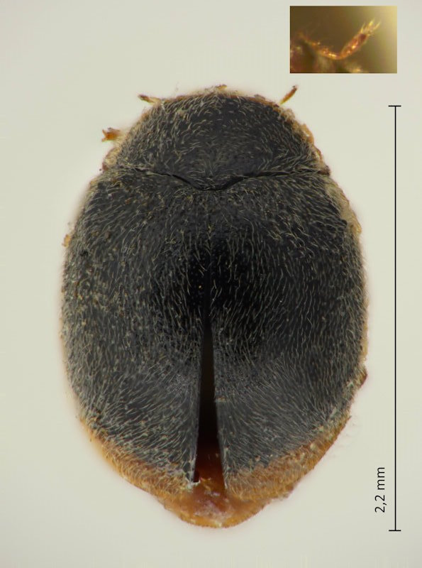 Sasajiscymnus nakanei