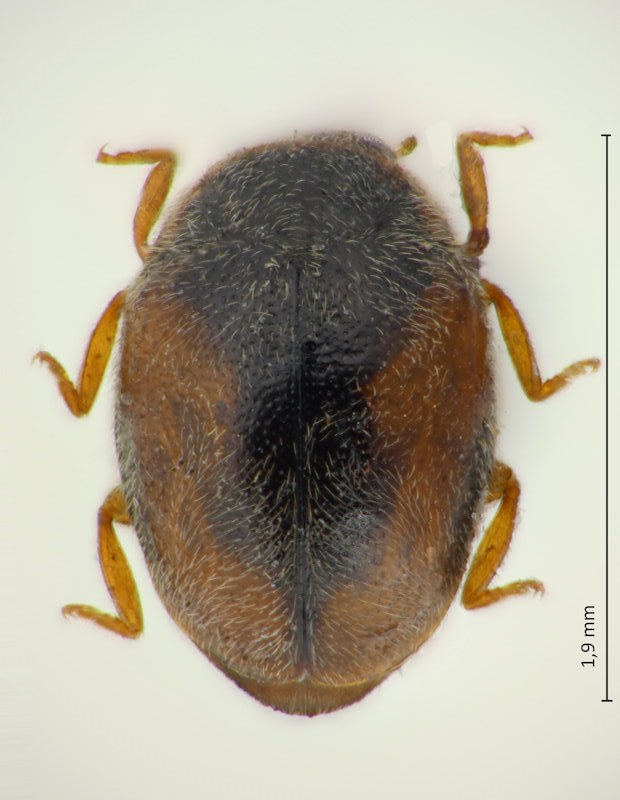 Scymnus cf. nubilus