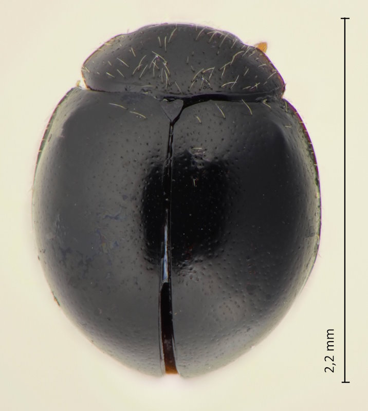 Serangium japonicum