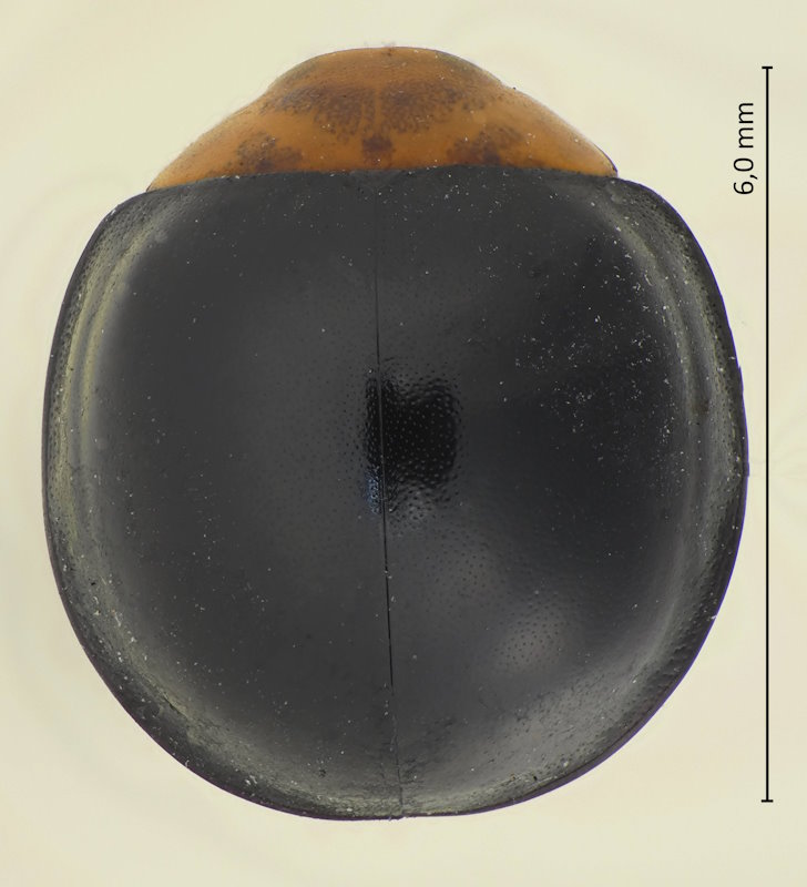 Synona consanguinea