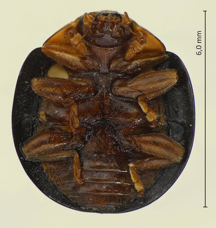 Synona consanguinea