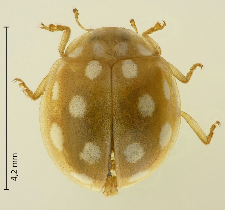 Vibidia sp.