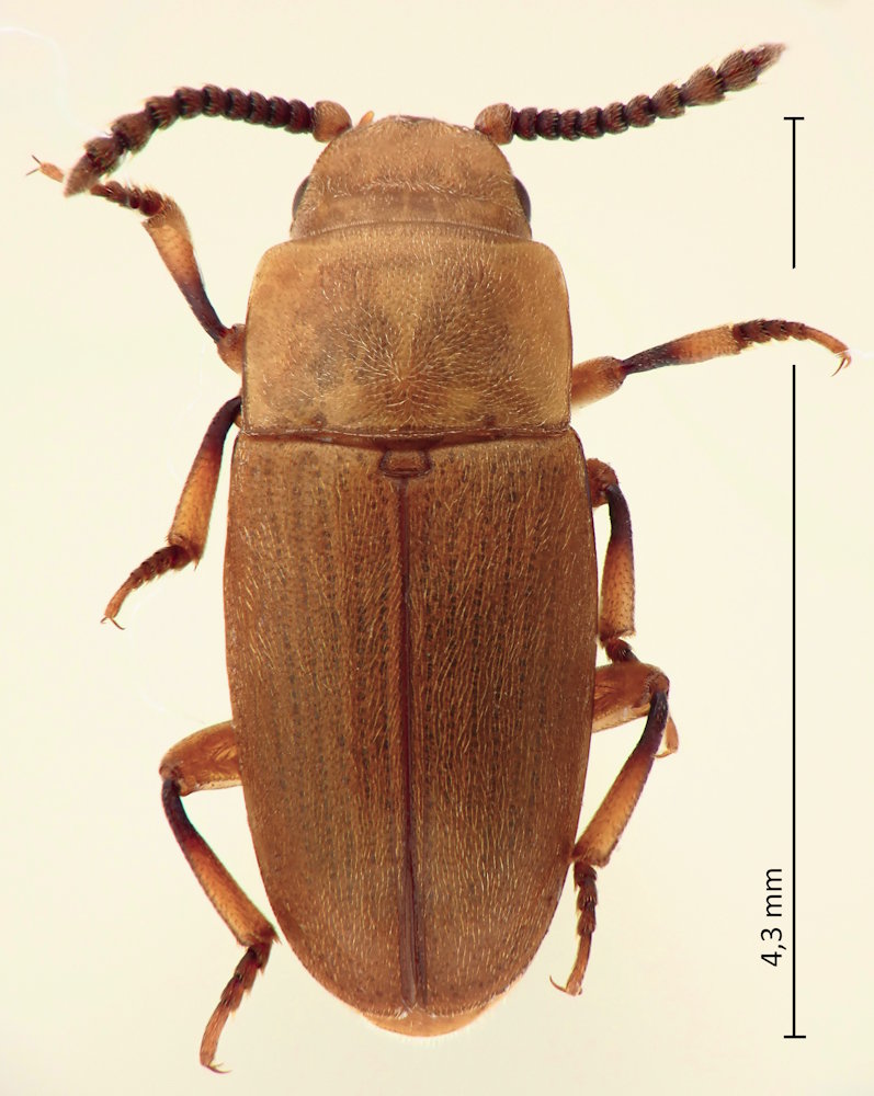 Antherophagus pallens