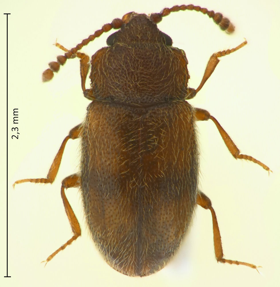 Cryptophagus decoratus