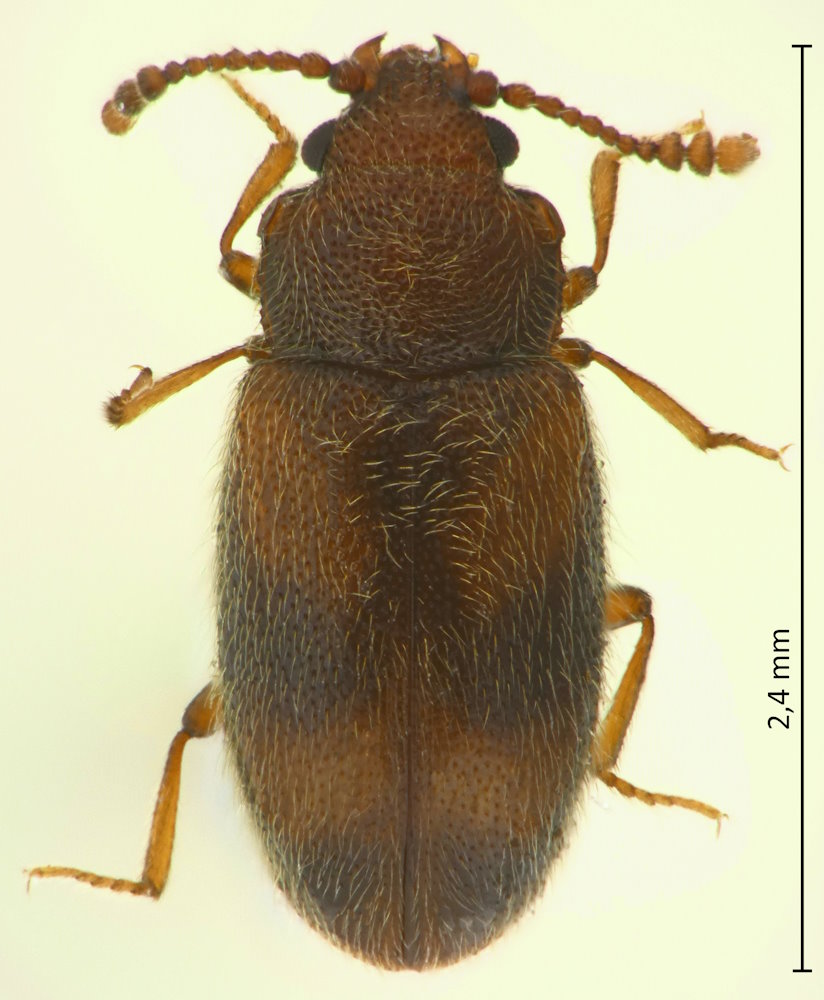 Cryptophagus decoratus