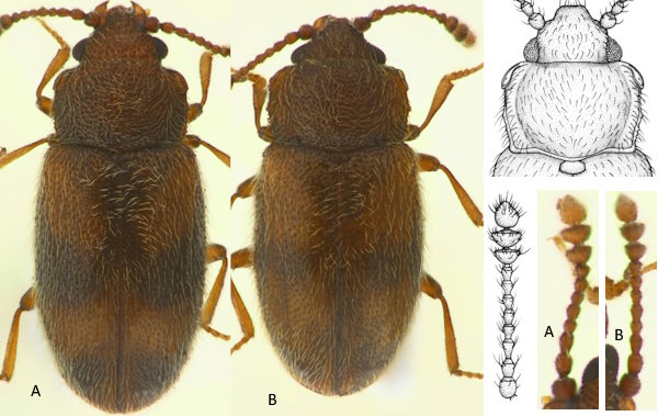 Cryptophagus decoratus