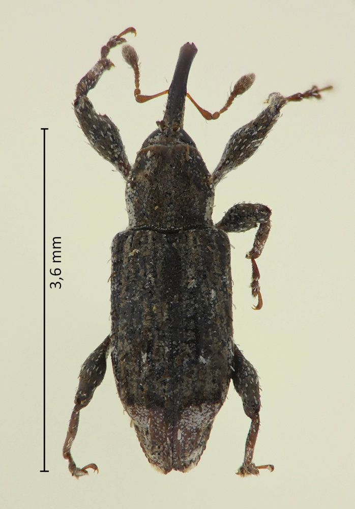 Acicnemis suturalis