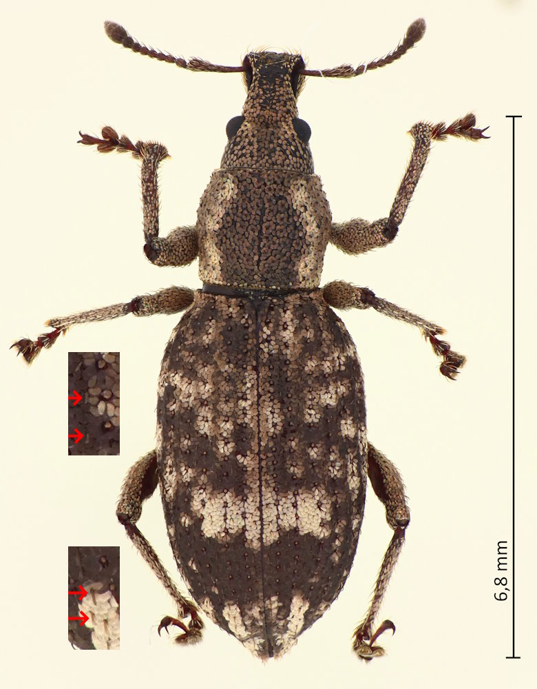 Amystax shikokuanus