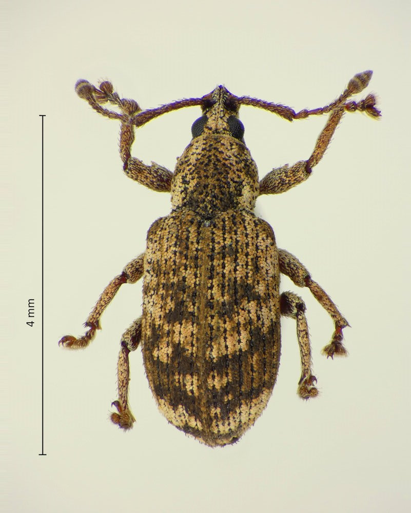 Anosimus decoratus