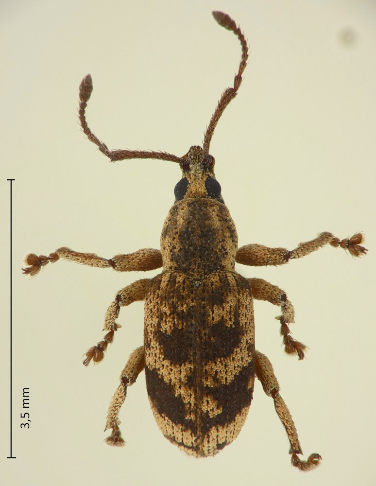 Anosimus decoratus