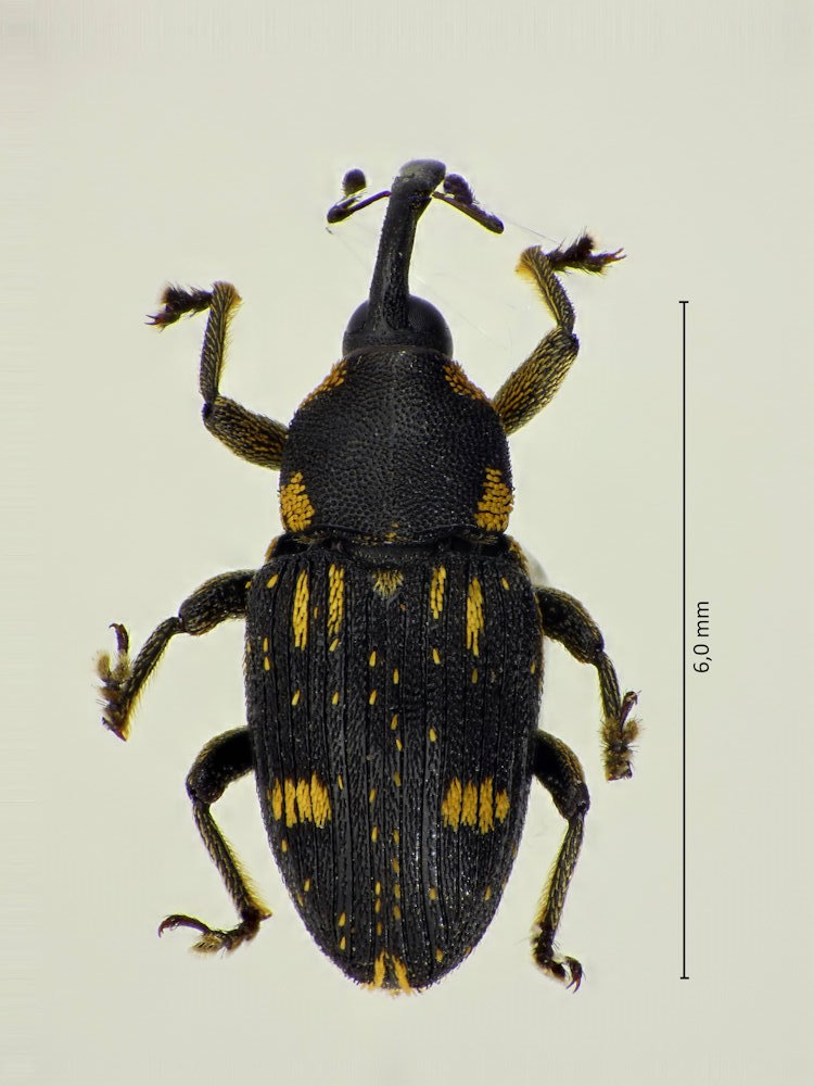 Anthinobaris dispilota