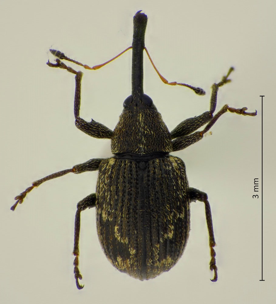 Anthonomus bisignifer