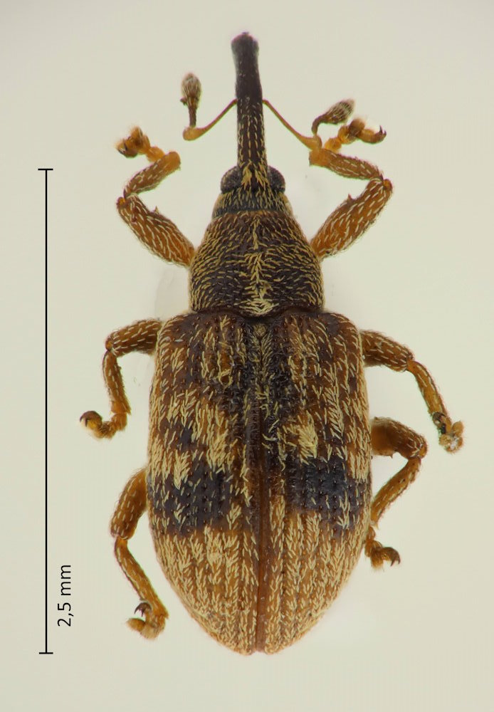 Anthonomus okumai