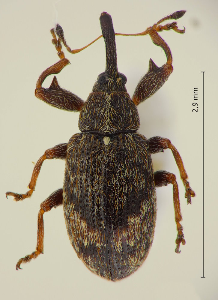 Anthonomus pomorum