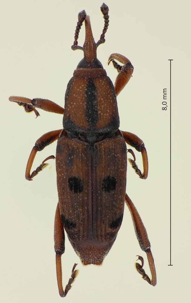 Aplotes roelofsi