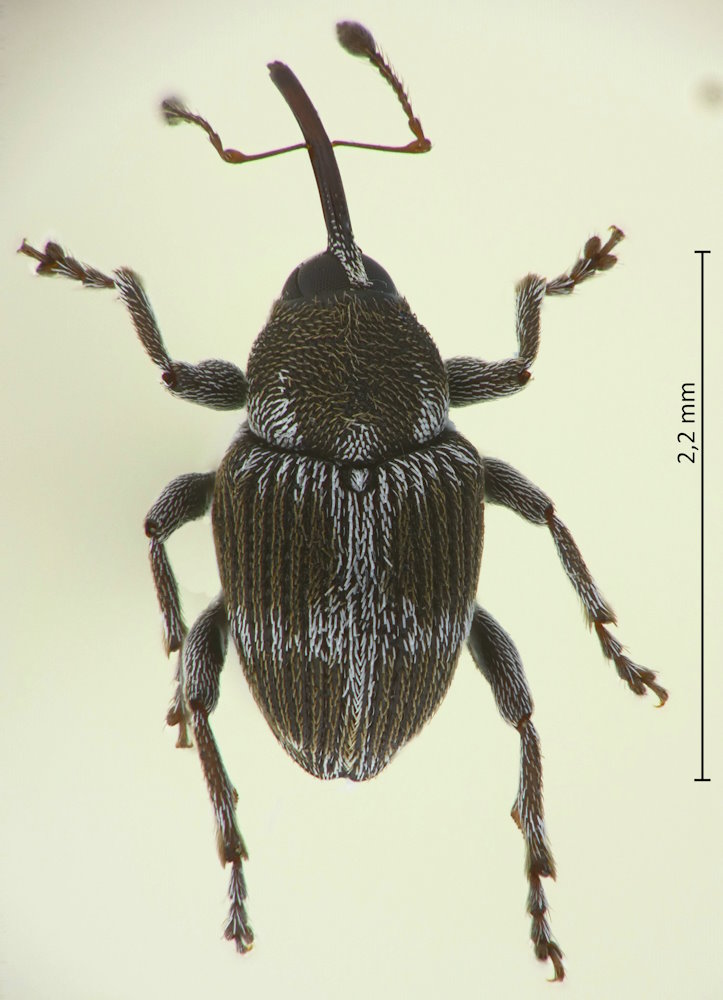 Archarius roelofsi
