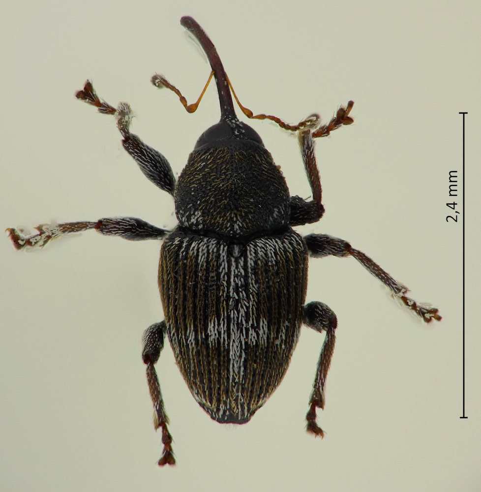 Archarius roelofsi