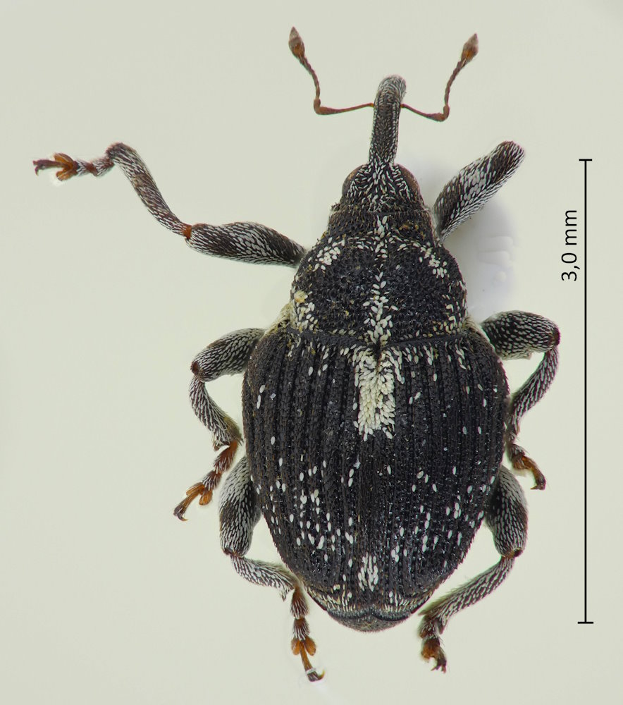 Cardipennis shaowuensis