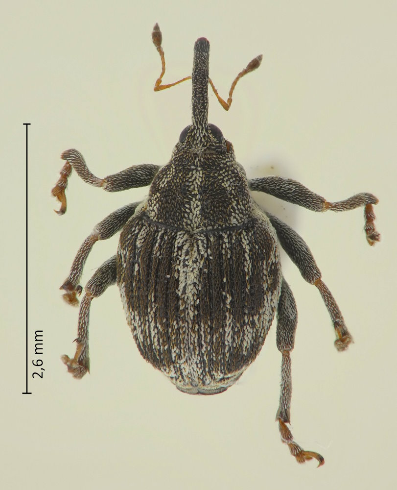 Cardipennis sulcithorax