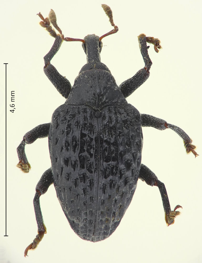 Catagmatus japonicus