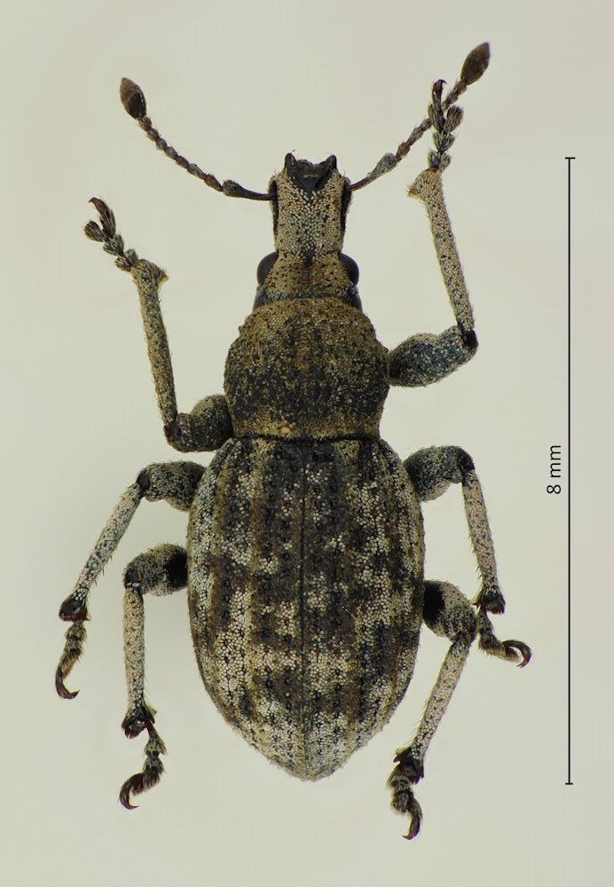 Catapionus nebulosus