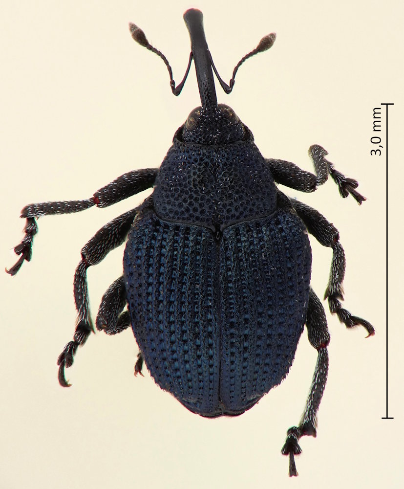 Ceutorhynchus ibukianus