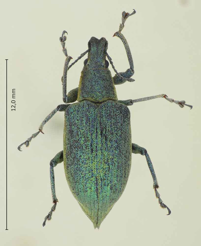 Chlorophanus grandis