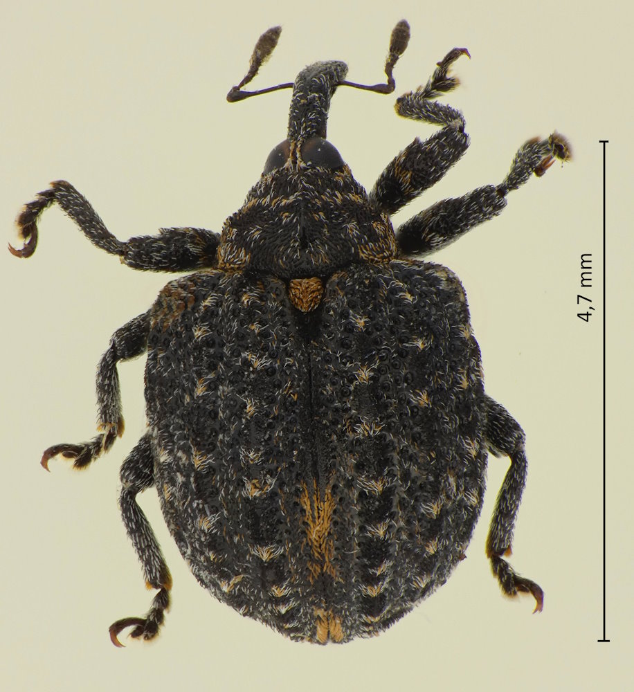 Cionus helleri