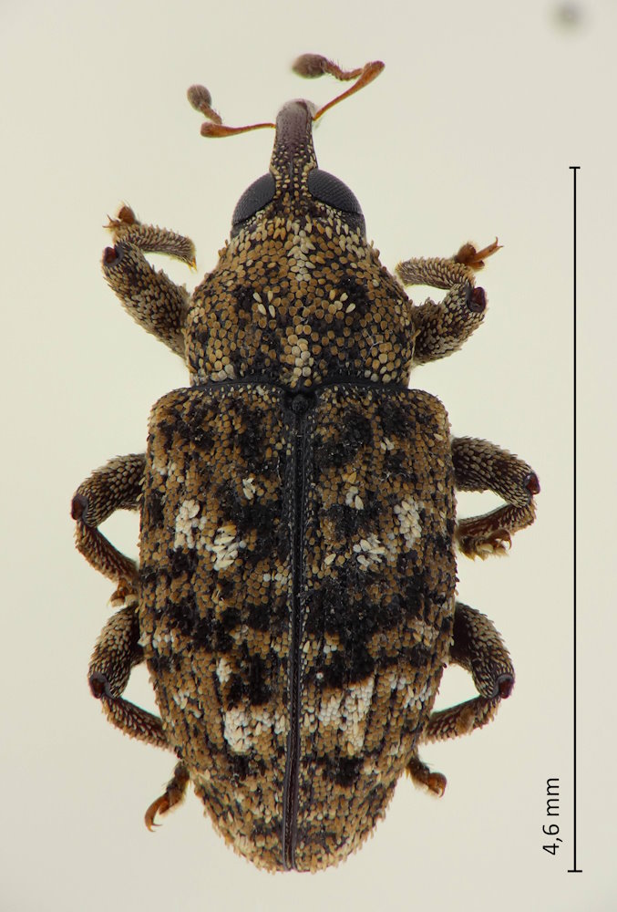 Cryptorhynchus electus