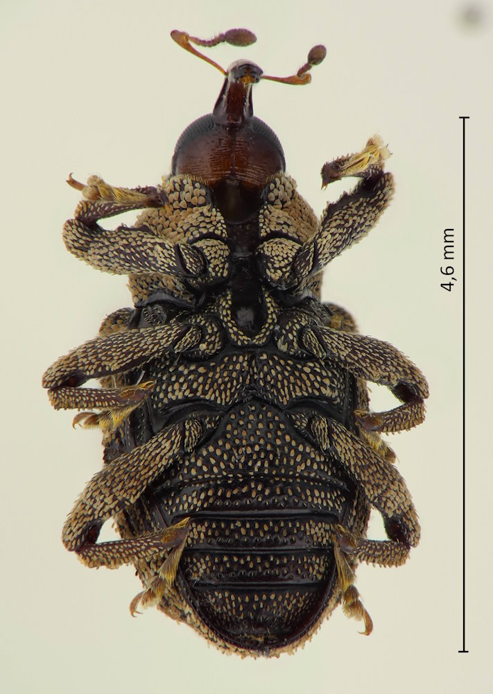 Cryptorhynchus electus