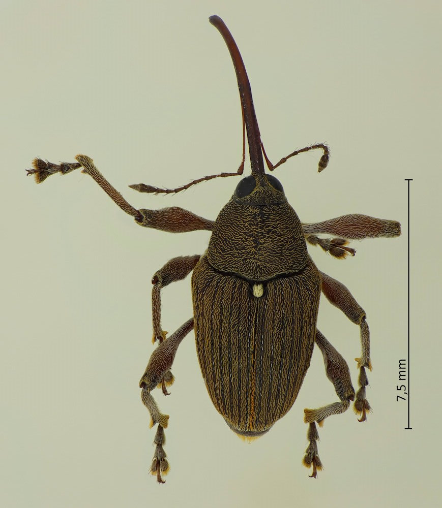 Curculio camelliae